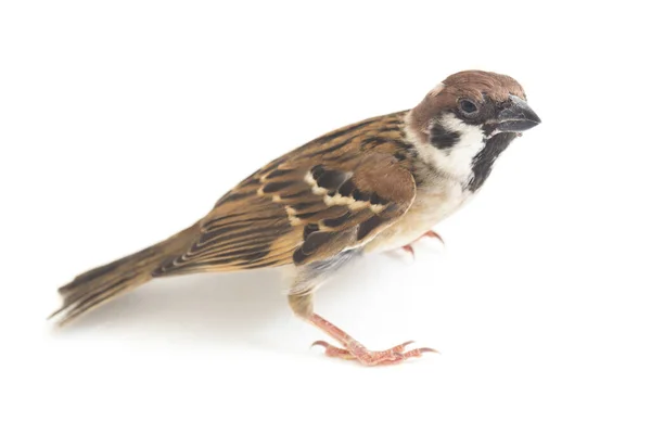 Bird Old World Sparrows 지나가는 일종이다 배경에 고립됨 — 스톡 사진