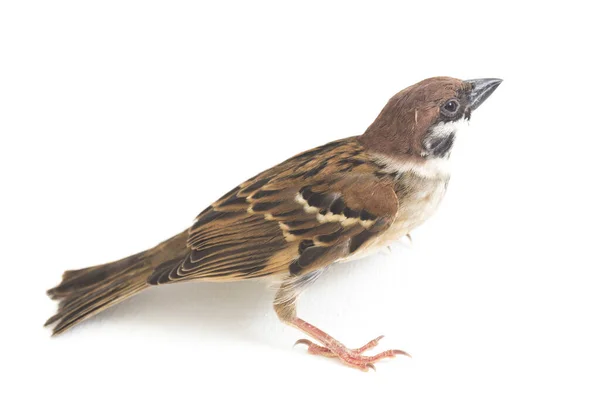 Bird Old World Sparrows 지나가는 일종이다 배경에 고립됨 — 스톡 사진