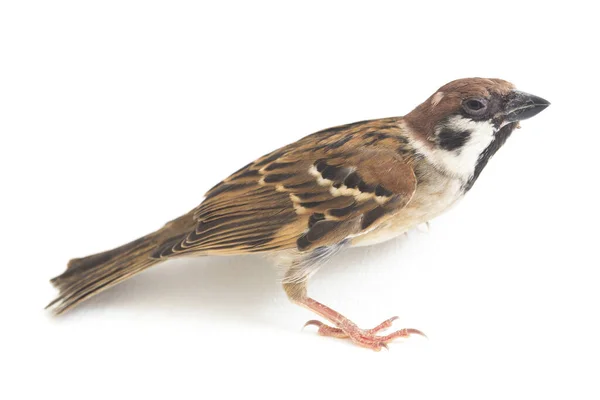 Vogelspatzen Sind Eine Familie Kleiner Passantenvögel Isoliert Auf Weißem Hintergrund — Stockfoto