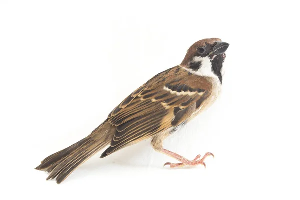 Bird Old World Sparrows 지나가는 일종이다 배경에 고립됨 — 스톡 사진