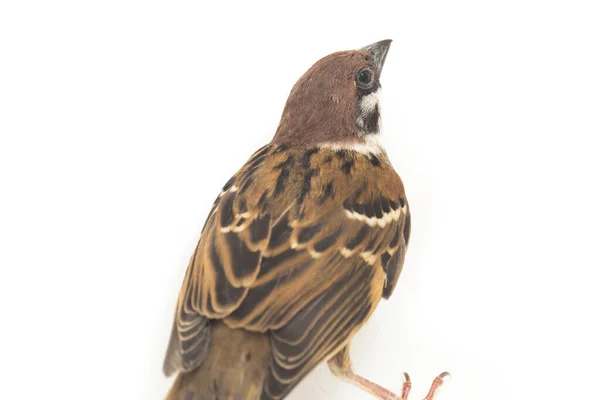 Vogelspatzen Sind Eine Familie Kleiner Passantenvögel Isoliert Auf Weißem Hintergrund — Stockfoto