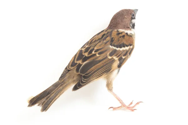旧大陆的麻雀是一种小的过山鸟 在白色背景下隔离 — 图库照片