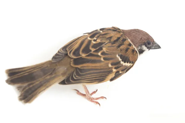 Vogelspatzen Sind Eine Familie Kleiner Passantenvögel Isoliert Auf Weißem Hintergrund — Stockfoto