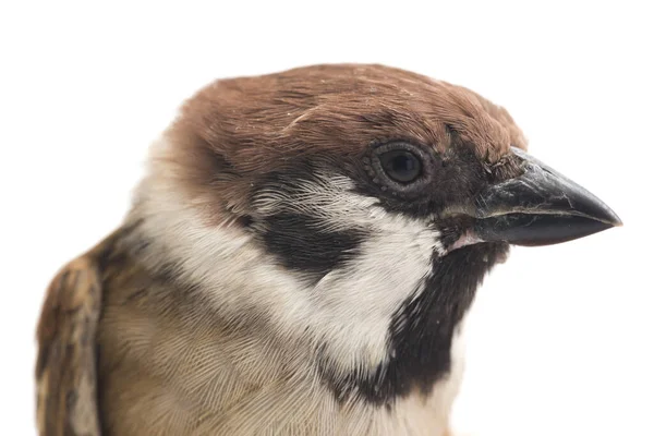 Bird Old World Sparrows Familie Små Passerinfugler Isolert Hvit Bakgrunn – stockfoto