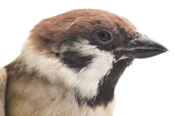 Bird Old World Sparrows Family Small Passerine Birds Isolated White — Stock Photo, Image