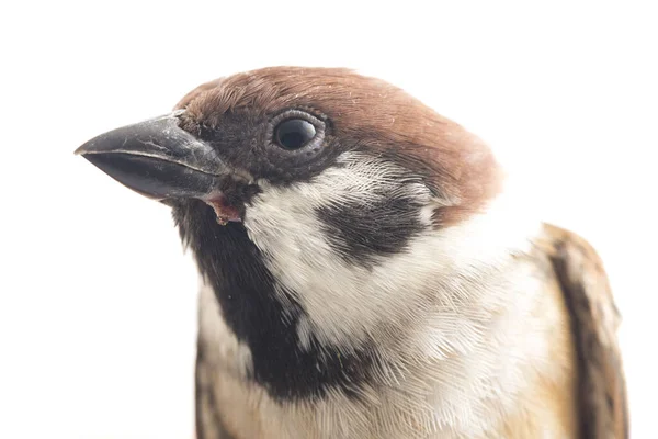 Bird Old World Mussen Zijn Een Familie Van Kleine Zangvogels — Stockfoto