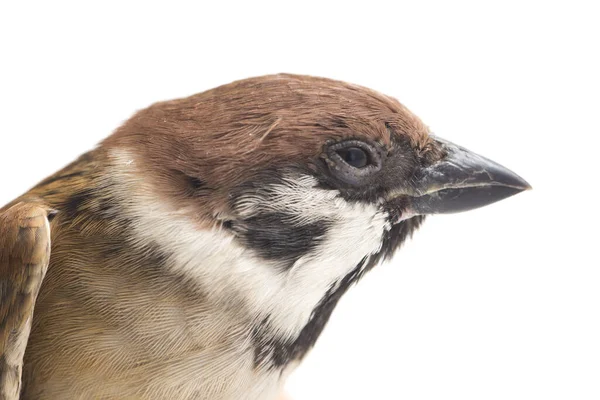 Птахи Старого Світу Англ Bird Old World Sparrows Родина Дрібних — стокове фото