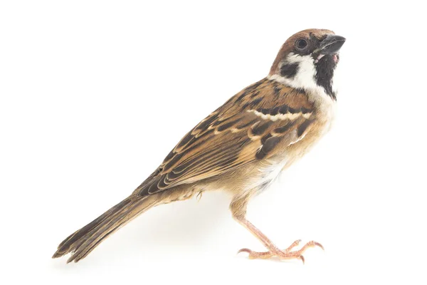 Vogelspatzen Sind Eine Familie Kleiner Passantenvögel Isoliert Auf Weißem Hintergrund — Stockfoto