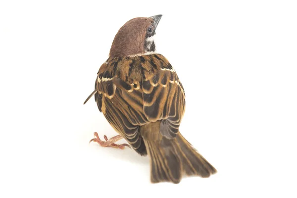 Bird Old World Sparrows 지나가는 일종이다 배경에 고립됨 — 스톡 사진