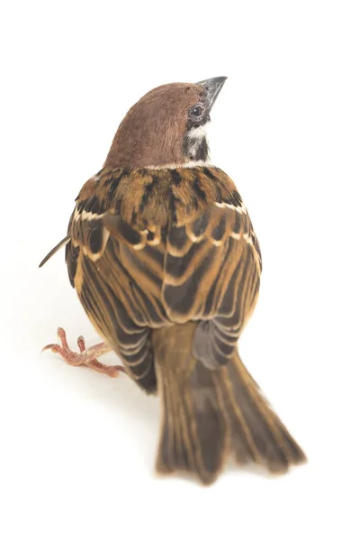 Vogelspatzen Sind Eine Familie Kleiner Passantenvögel Isoliert Auf Weißem Hintergrund — Stockfoto