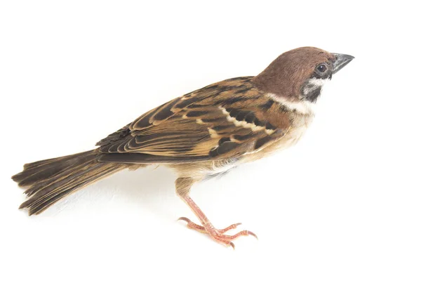 Bird Old World Sparrows Family Small Passerine Birds Isolated White — Stock Photo, Image