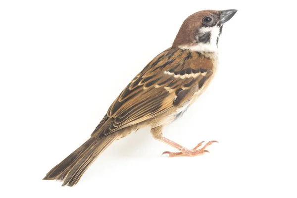 Bird Old World Sparrows 지나가는 일종이다 배경에 고립됨 — 스톡 사진