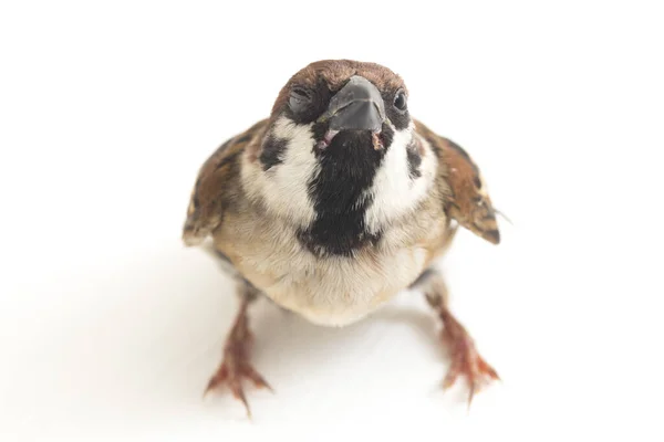 Bird Old World Sparrows 지나가는 일종이다 배경에 고립됨 — 스톡 사진