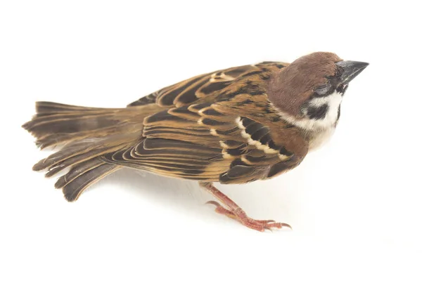 Bird Old World Sparrows 지나가는 일종이다 배경에 고립됨 — 스톡 사진