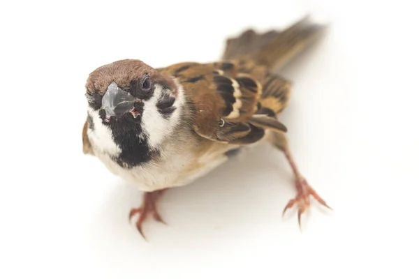 Bird Old World Sparvar Familj Små Förbipasserande Fåglar Isolerad Vit — Stockfoto