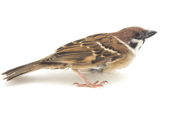 Vogelspatzen Sind Eine Familie Kleiner Passantenvögel Isoliert Auf Weißem Hintergrund — Stockfoto