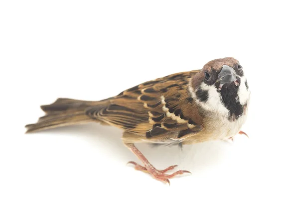 Bird Old World Sparrows Family Small Passerine Birds Isolated White — Stock Photo, Image