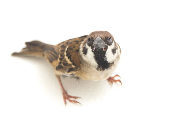 鳥の古い世界のスズメは 小さなスズメの鳥の家族です 白い背景に隔離され — ストック写真