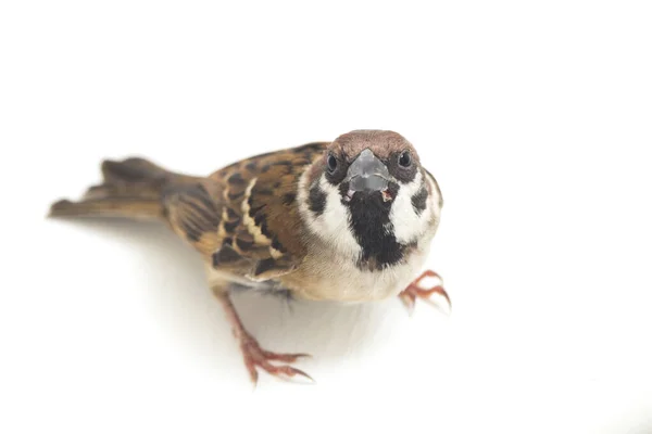 Vogelspatzen Sind Eine Familie Kleiner Passantenvögel Isoliert Auf Weißem Hintergrund — Stockfoto