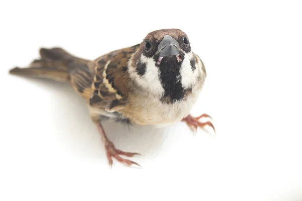 Vogelspatzen Sind Eine Familie Kleiner Passantenvögel Isoliert Auf Weißem Hintergrund — Stockfoto