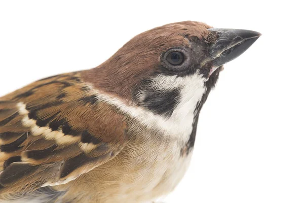 Vogelspatzen Sind Eine Familie Kleiner Passantenvögel Isoliert Auf Weißem Hintergrund — Stockfoto