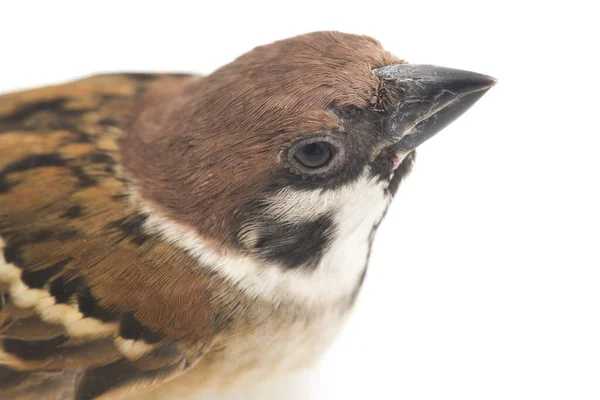 Bird Old World Sparvar Familj Små Förbipasserande Fåglar Isolerad Vit — Stockfoto