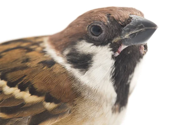 Vogelspatzen Sind Eine Familie Kleiner Passantenvögel Isoliert Auf Weißem Hintergrund — Stockfoto