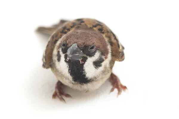 Σπουργίτια Του Παλιού Κόσμου Είναι Μια Οικογένεια Μικρών Περαστικών Πουλιών — Φωτογραφία Αρχείου