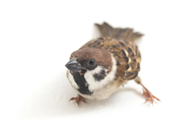 Bird Old World Sparvar Familj Små Förbipasserande Fåglar Isolerad Vit — Stockfoto