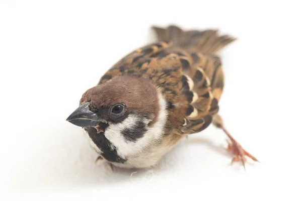 鳥の古い世界のスズメは 小さなスズメの鳥の家族です 白い背景に隔離され — ストック写真