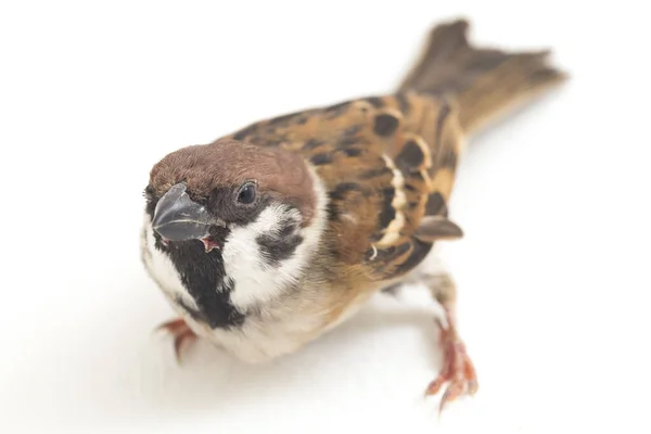 Los Gorriones Del Viejo Mundo Son Una Familia Pequeñas Aves —  Fotos de Stock