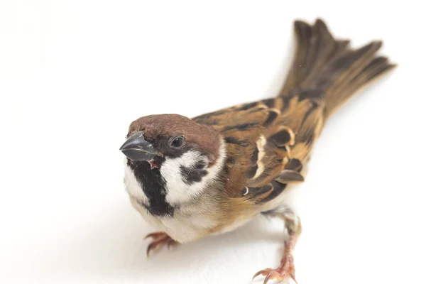 Bird Old World Vrabci Jsou Rodina Malých Ptáčků Izolované Bílém — Stock fotografie