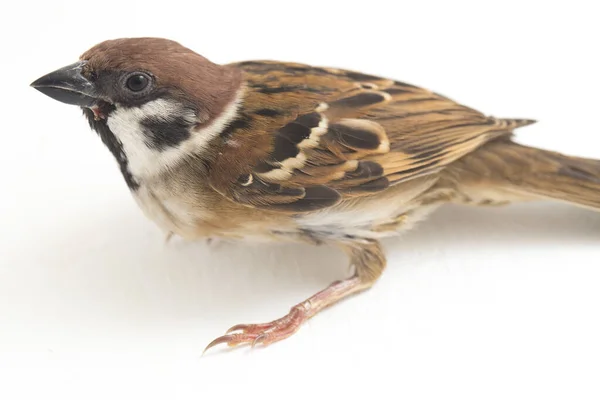 Oiseaux Les Moineaux Vieux Monde Sont Une Famille Petits Passereaux — Photo