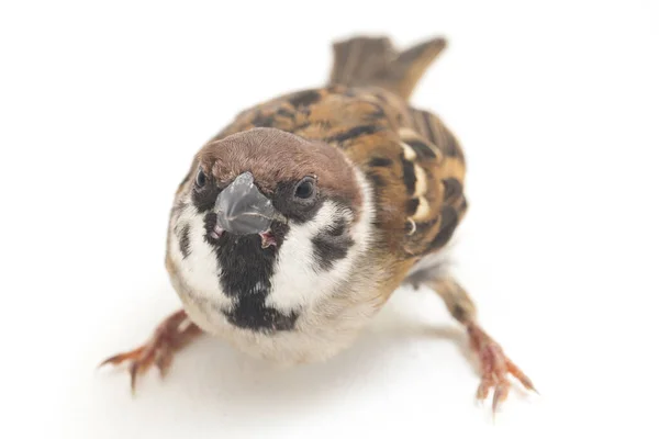 Bird Old World Sparrows 지나가는 일종이다 배경에 고립됨 — 스톡 사진