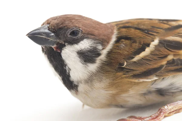 Los Gorriones Del Viejo Mundo Son Una Familia Pequeñas Aves —  Fotos de Stock