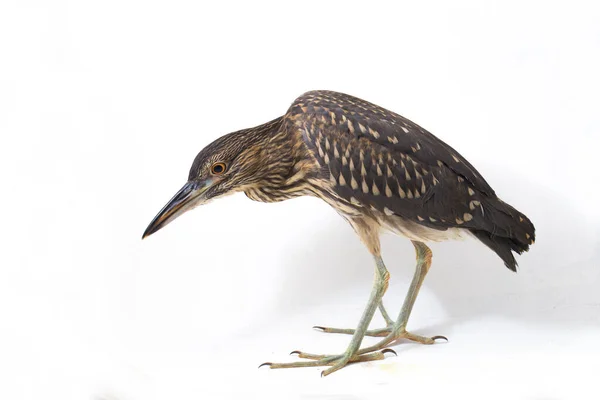 Молодая Черная Коронка Ночная Цапля Nycticorax Nycticorax Изолирована Белом Фоне — стоковое фото