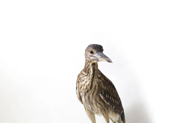 Juvenile Black Crowned Night Heron Nycticorax Nycticorax Isolated White Background — Stock Photo, Image