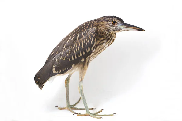 Héron Nuit Juvénile Couronne Noire Nycticorax Nycticorax Isolé Sur Fond — Photo