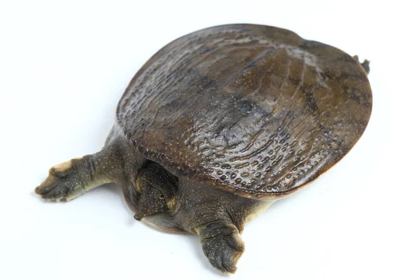 Weichschildkröte Oder Asiatische Weichschildkröte Amyda Cartilaginea Isoliert Auf Weißem Hintergrund — Stockfoto