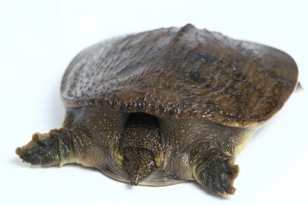 普通软壳龟或亚洲软壳龟 Amyda Cartilaginea 在白色背景下被隔离 — 图库照片