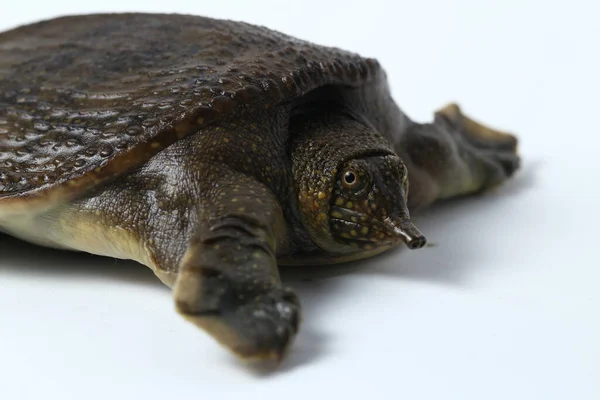 Weichschildkröte Oder Asiatische Weichschildkröte Amyda Cartilaginea Isoliert Auf Weißem Hintergrund — Stockfoto