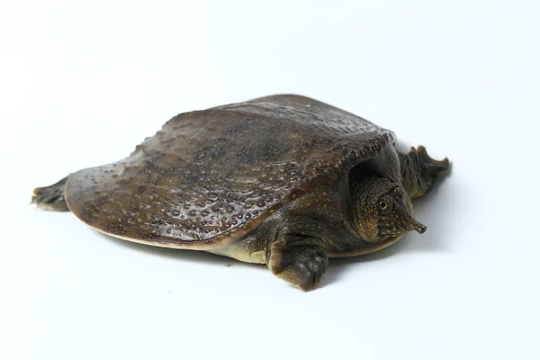 Common Softshell Turtle Asiatic Softshell Turtle Amyda Cartilaginea Isolated White — Stock Photo, Image