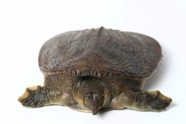 Żółw Miękki Lub Żółw Azjatycki Amyda Cartilaginea Wyizolowany Białym Tle — Zdjęcie stockowe