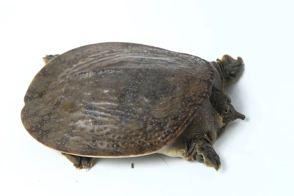 Almindelig Blødskildpadde Eller Asiatisk Blødskildpadde Amyda Brusk Isoleret Hvid Baggrund - Stock-foto