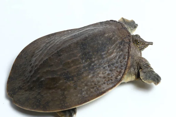 Weichschildkröte Oder Asiatische Weichschildkröte Amyda Cartilaginea Isoliert Auf Weißem Hintergrund — Stockfoto