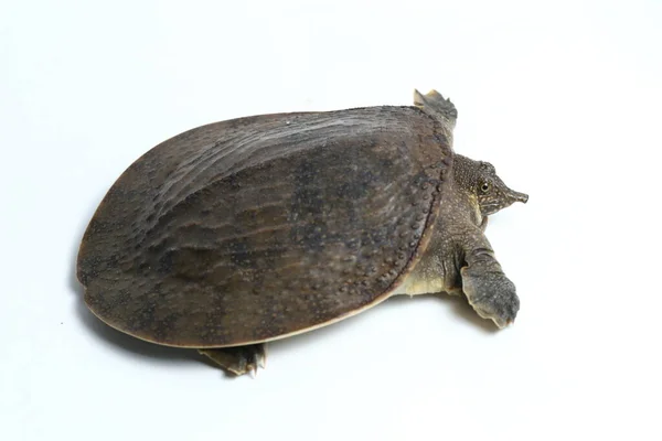 Weichschildkröte Oder Asiatische Weichschildkröte Amyda Cartilaginea Isoliert Auf Weißem Hintergrund — Stockfoto