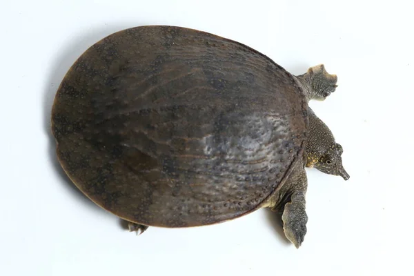 Vanlig Softshell Sköldpadda Eller Asiatiska Softshell Sköldpadda Amyda Brotilaginea Isolerad — Stockfoto