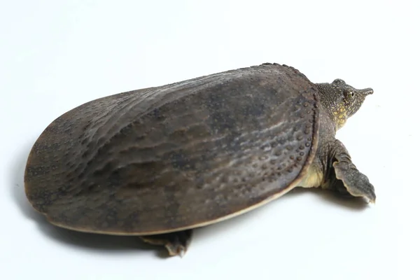 Gewone Softshell Schildpad Amyda Kartilaginea Geïsoleerd Witte Achtergrond — Stockfoto