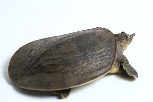 Weichschildkröte Oder Asiatische Weichschildkröte Amyda Cartilaginea Isoliert Auf Weißem Hintergrund — Stockfoto