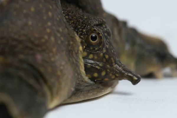 Common Softshell Turtle Asiatic Softshell Turtle Amyda Cartilaginea Isolated White — Stock Photo, Image